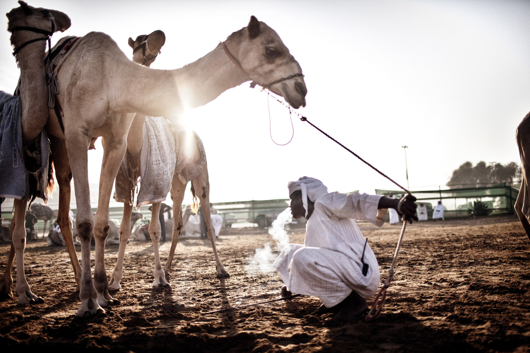 Camel Beauty in Al Dhafra, UAE